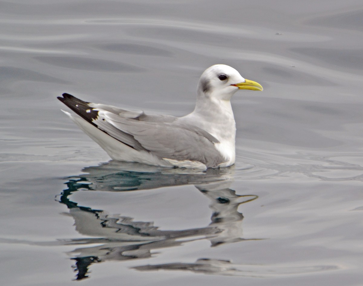 Black-legged Kittiwake - ML133385051