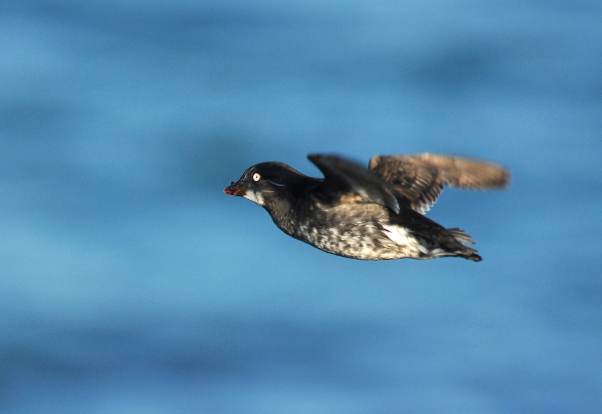 Least Auklet - ML133385901