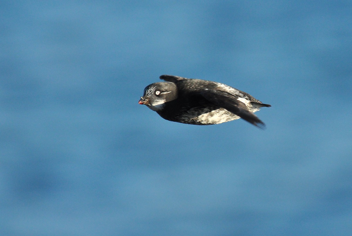 Least Auklet - Ryan O'Donnell