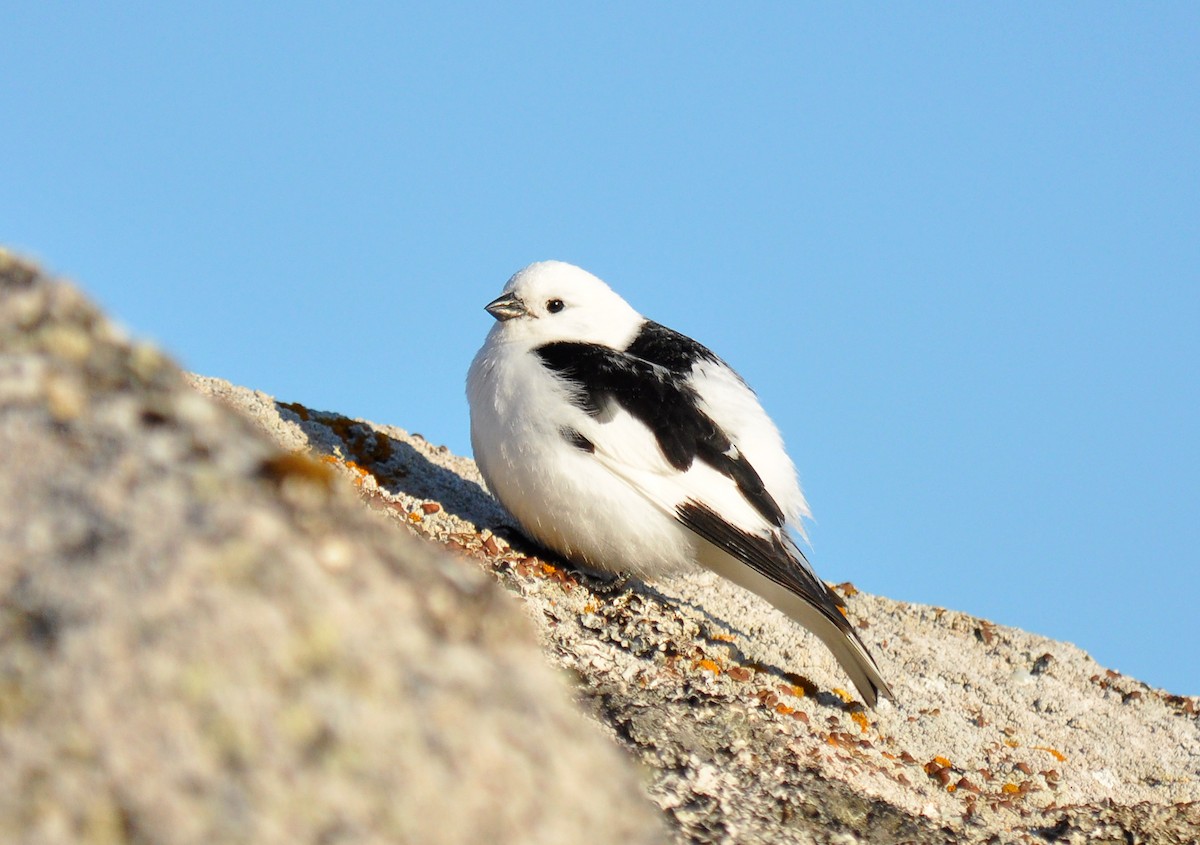 Snow Bunting - Ryan O'Donnell