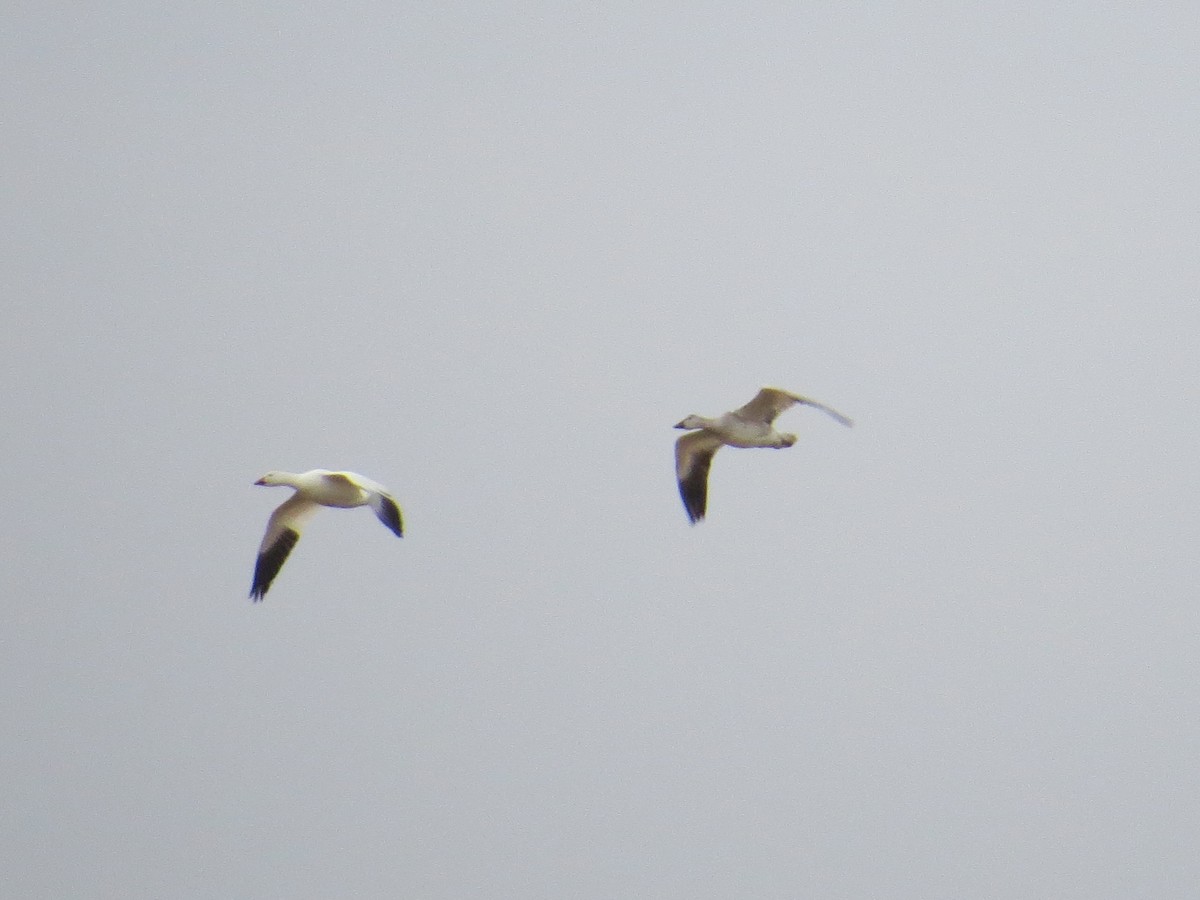 Snow Goose - ML133386771