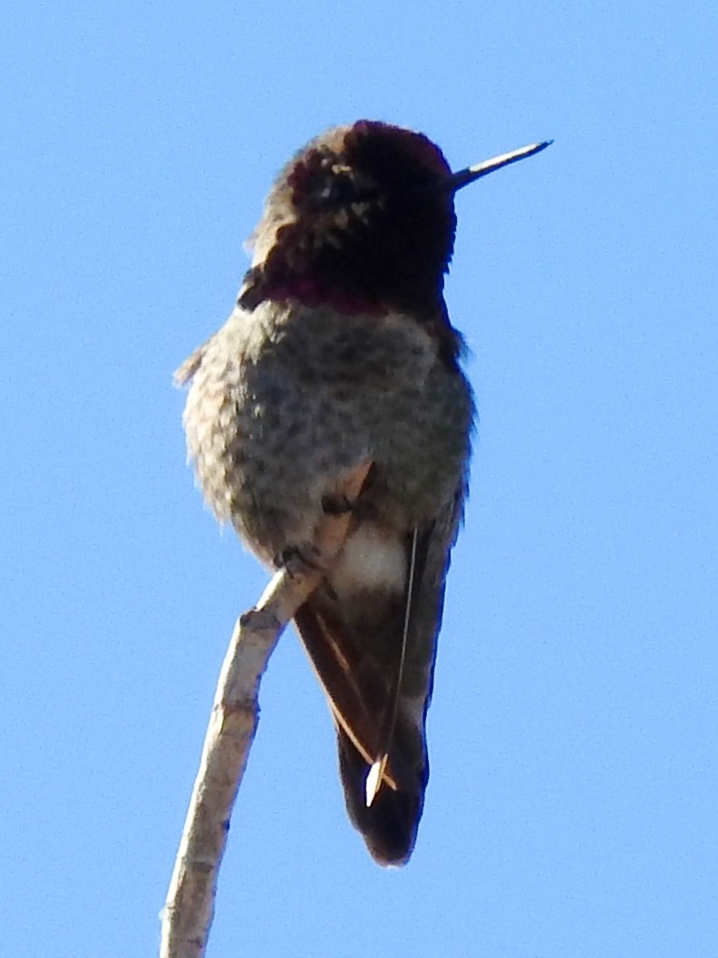 Anna's Hummingbird - ML133386941
