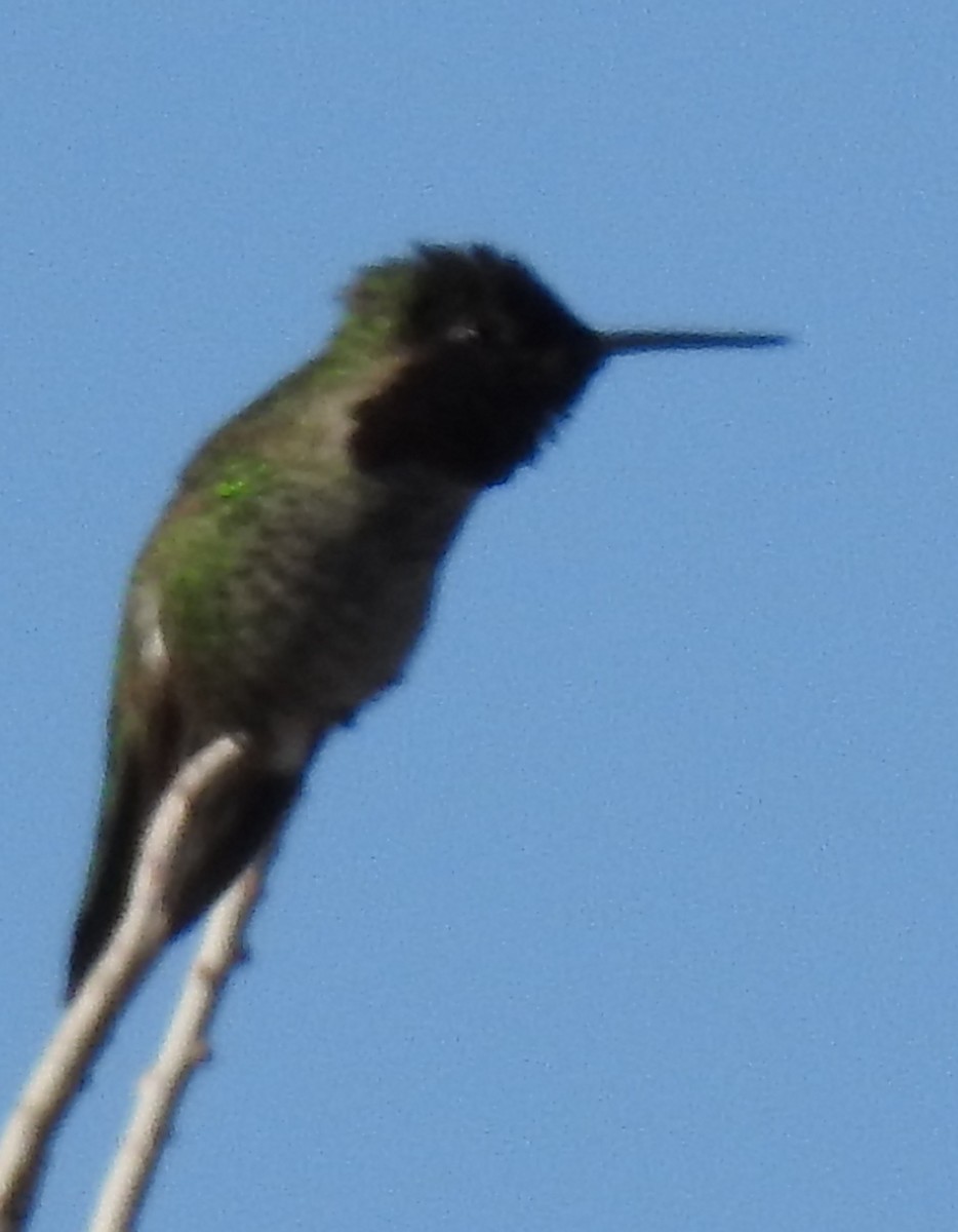 Anna's Hummingbird - ML133386951