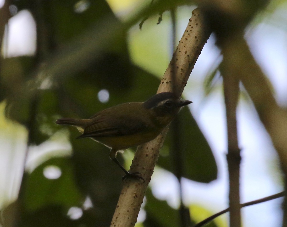 Yellow-bellied Tyrannulet - ML133388081