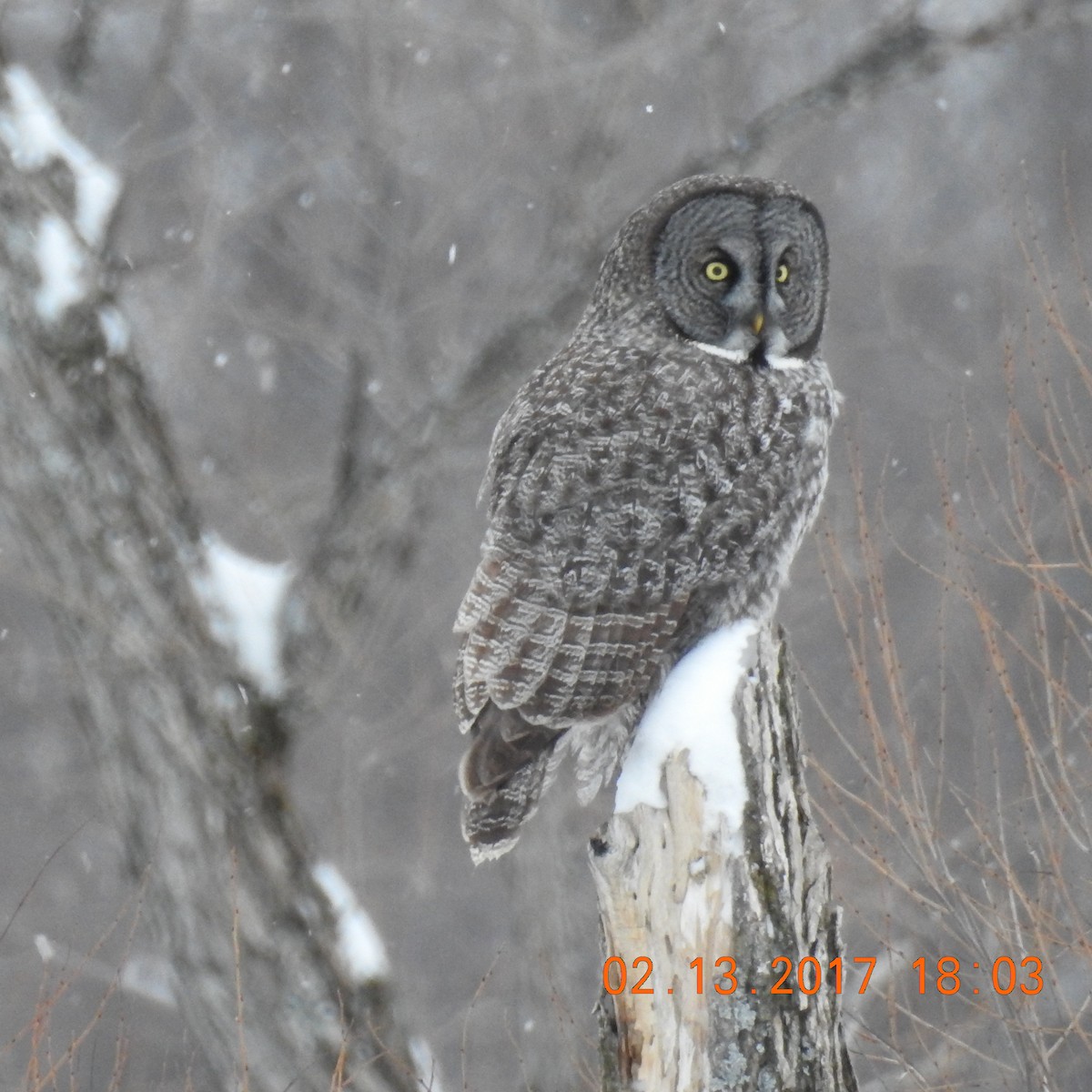 Great Gray Owl - ML133388491