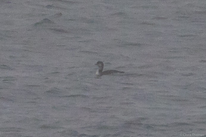 loon sp. - ML133389041