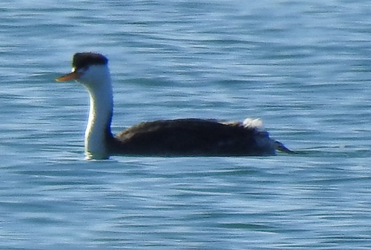 Clark's Grebe - ML133389291