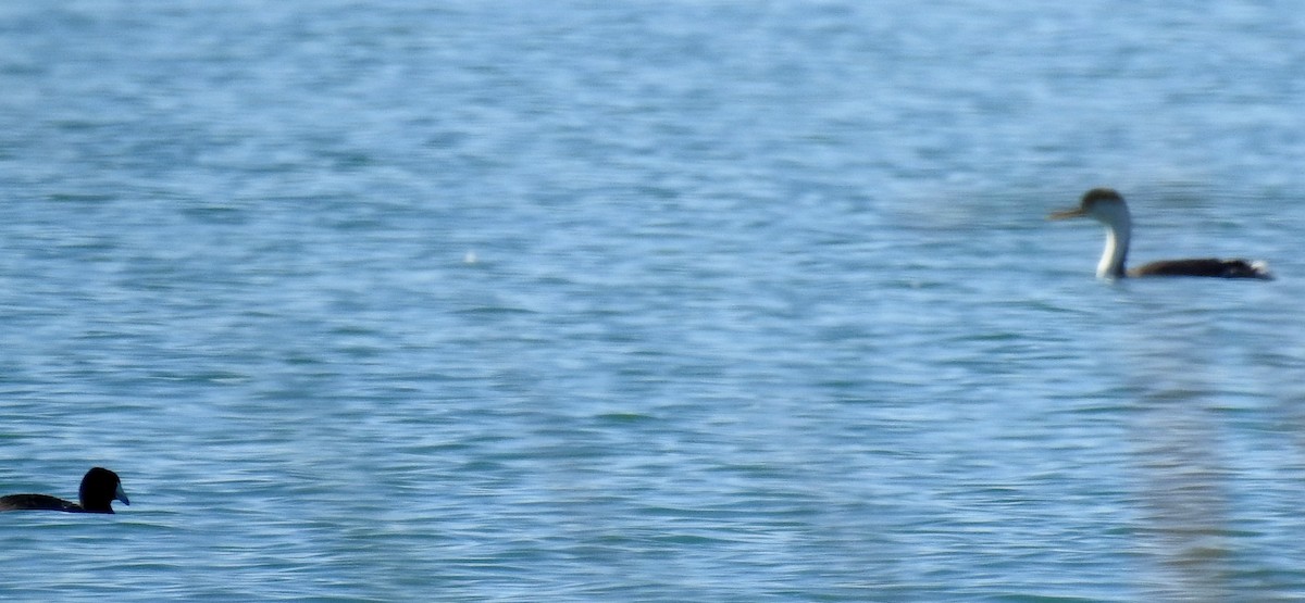 Clark's Grebe - ML133389301