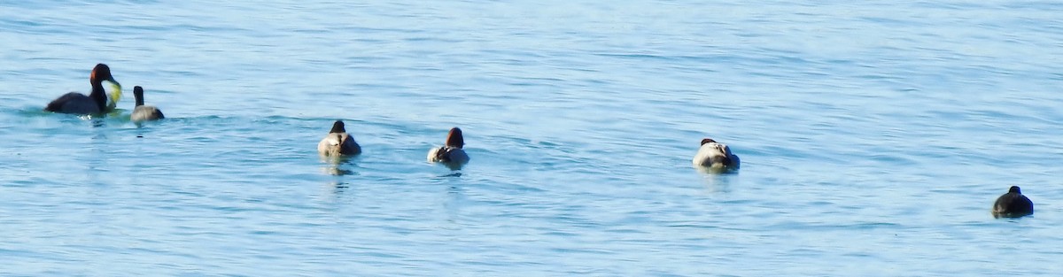 Redhead - ML133389531