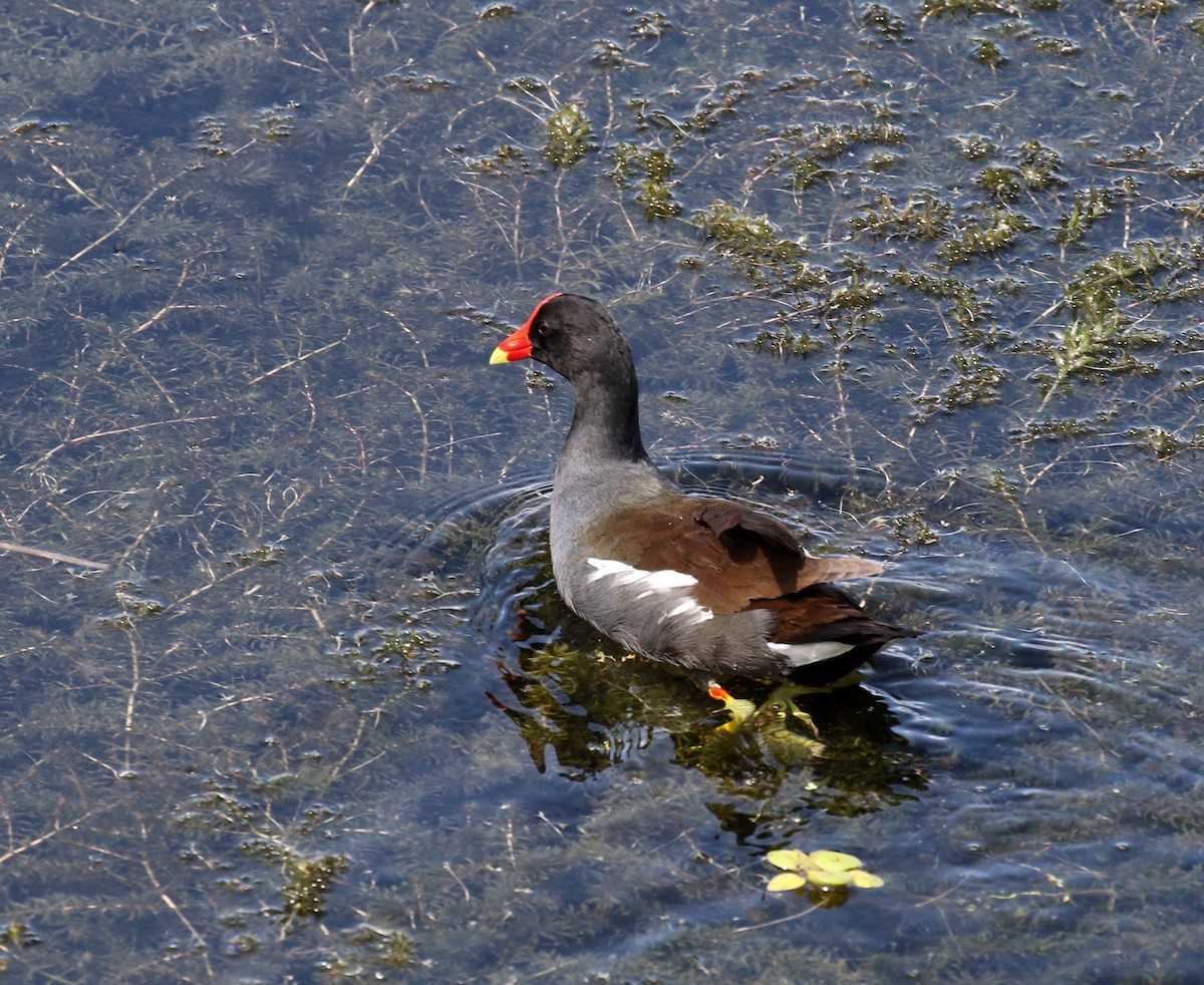 Common Gallinule - ML133390331