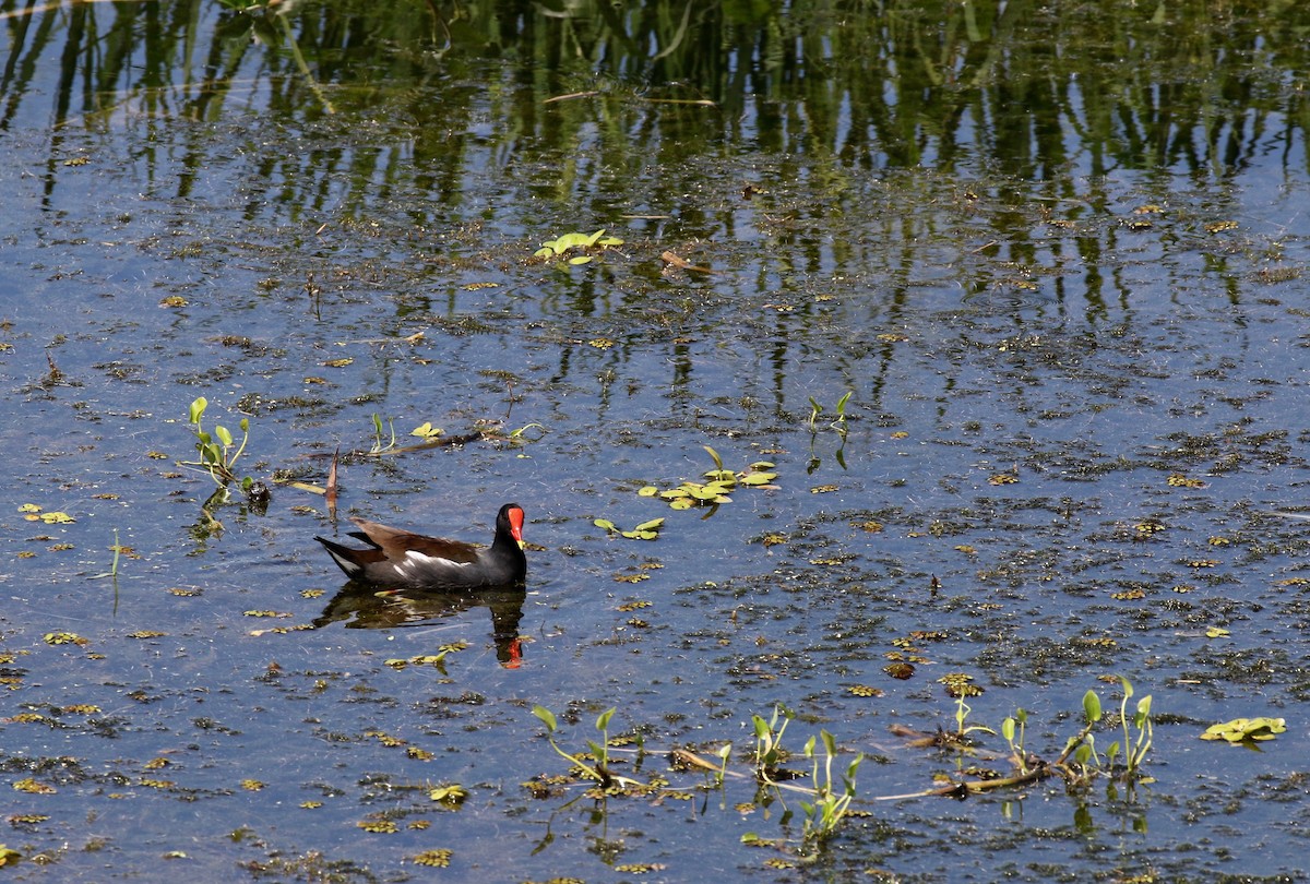 Common Gallinule - ML133390361