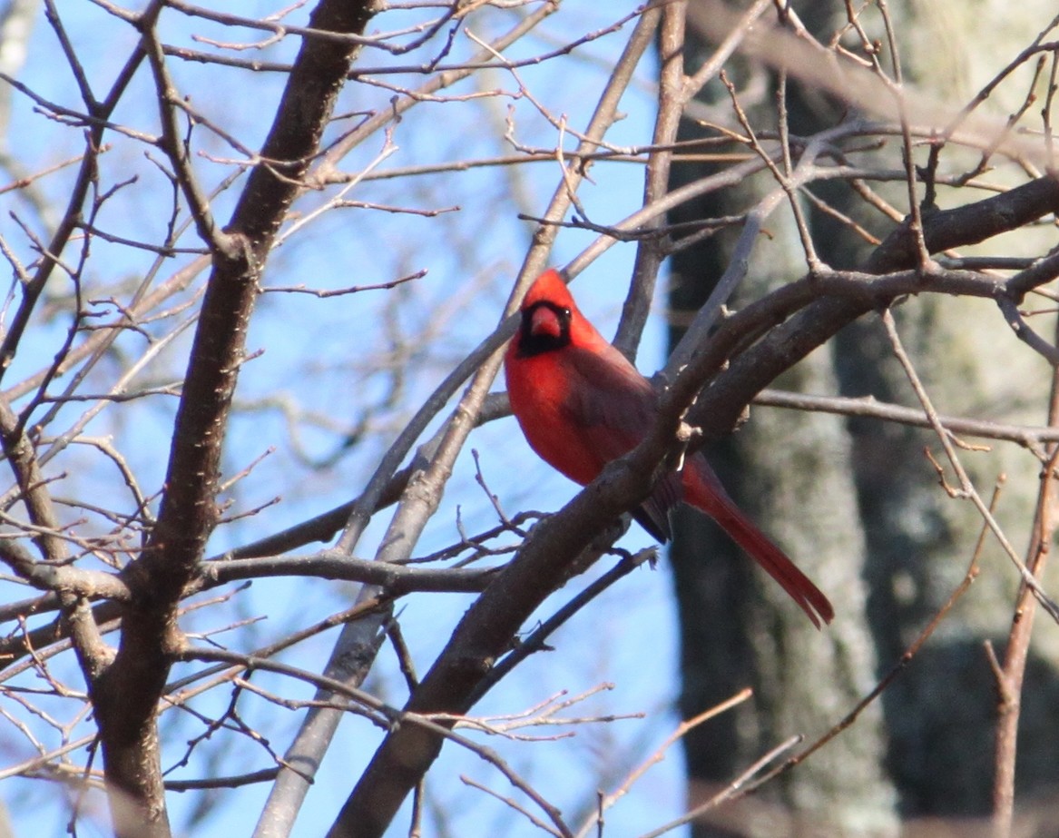 Northern Cardinal - ML133391141