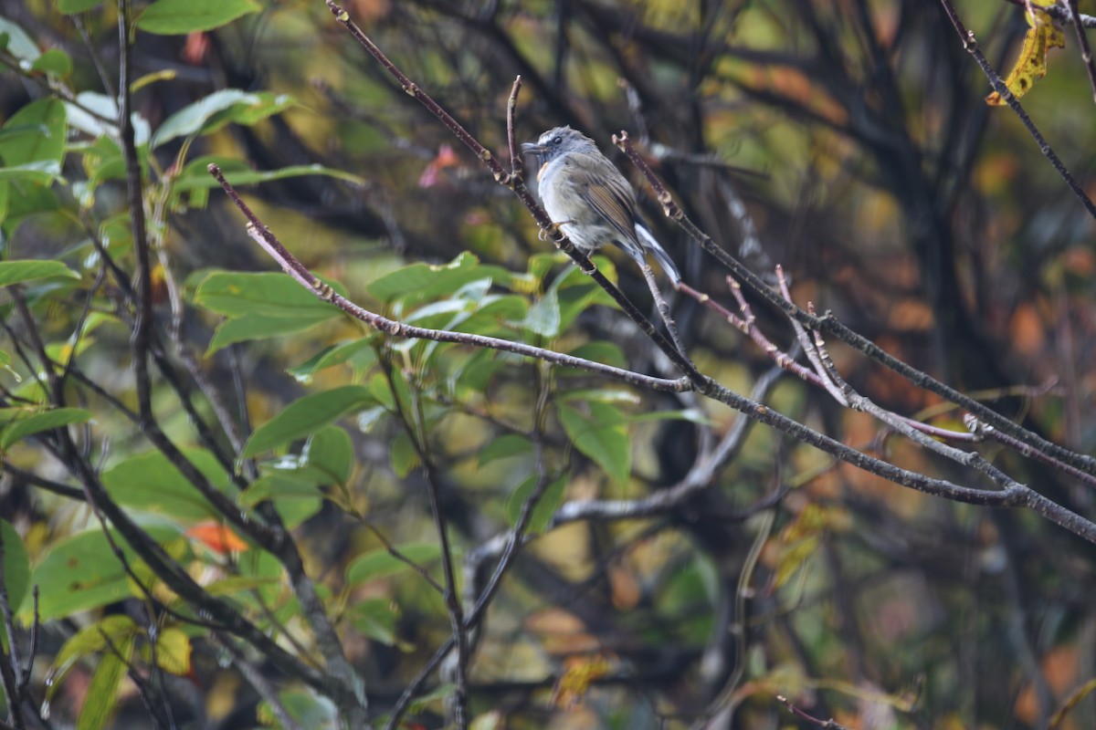 Rufous-gorgeted Flycatcher - ML133393391