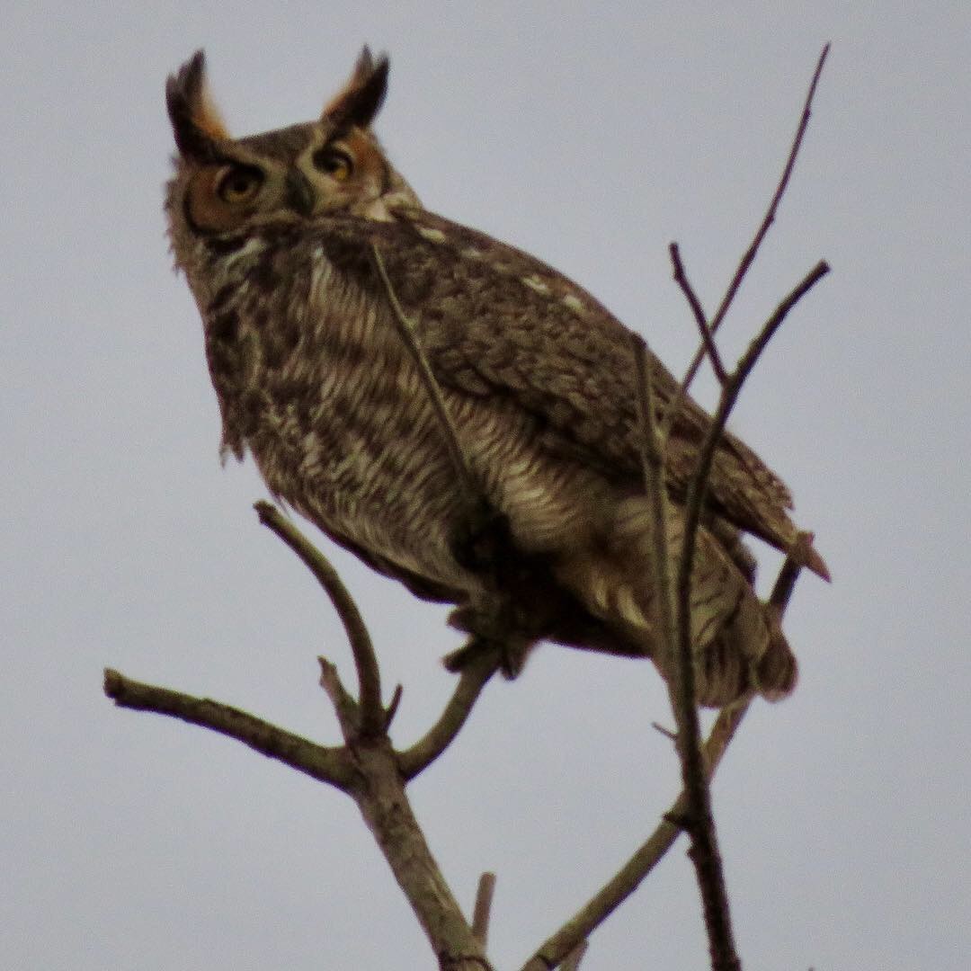 Great Horned Owl - Jessica Anne