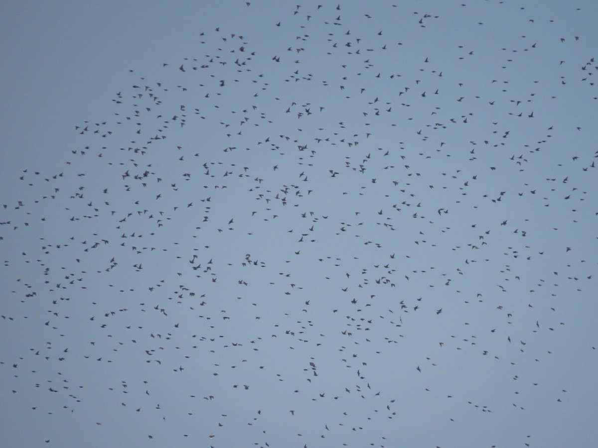 European Starling - ML133395751