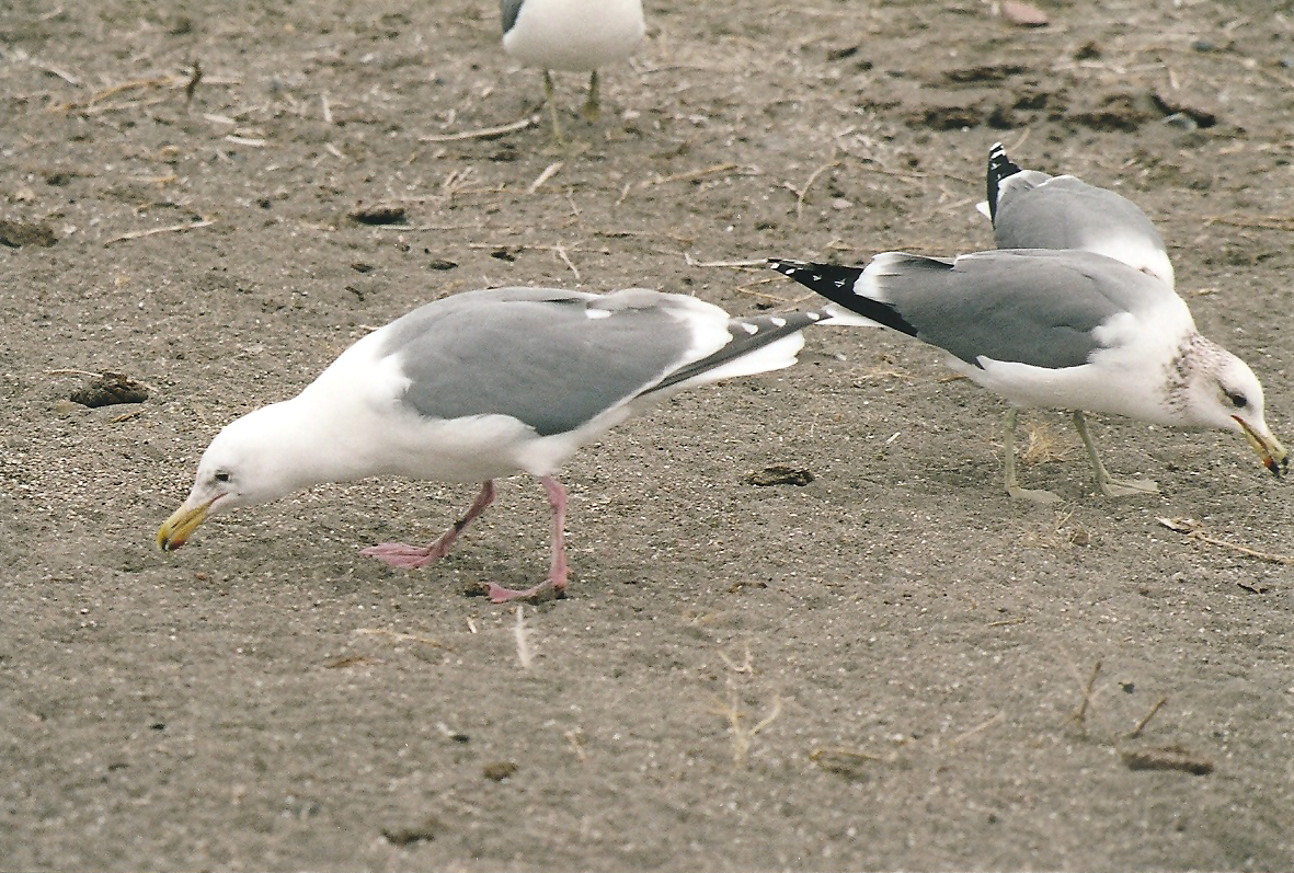 Glaucous-winged Gull - ML133397511