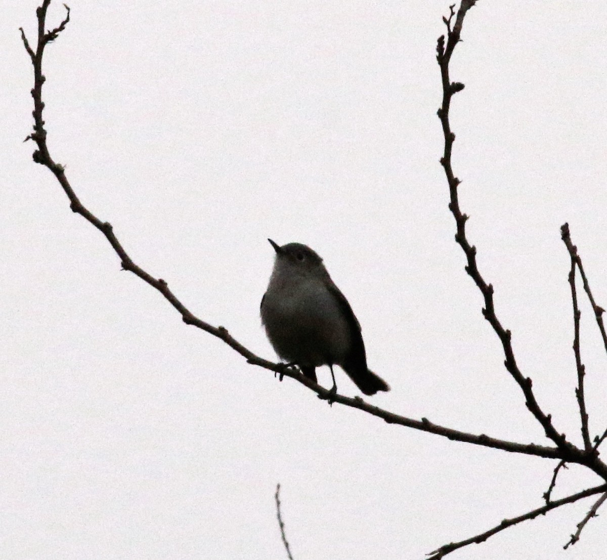 Blue-gray Gnatcatcher - ML133397661