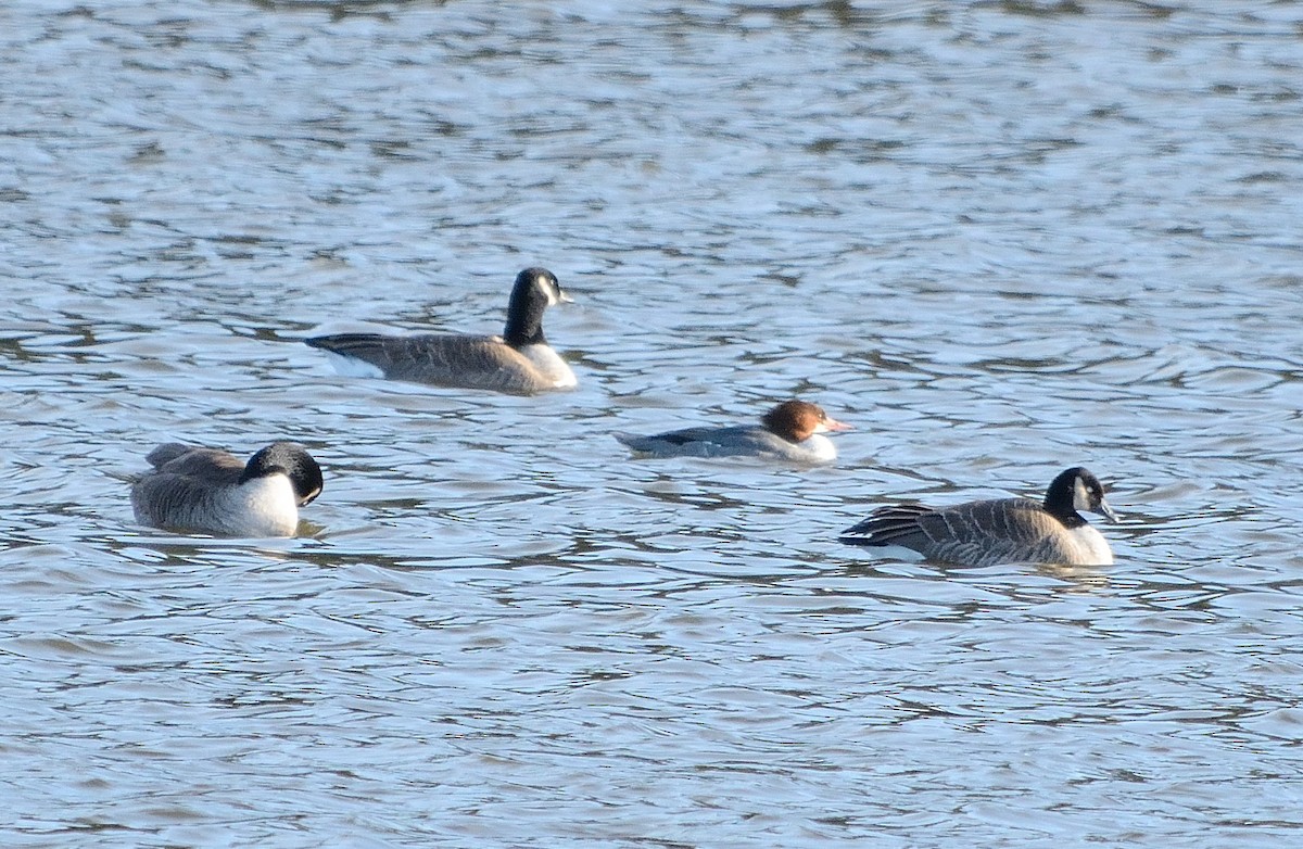 Common Merganser - ML133397751