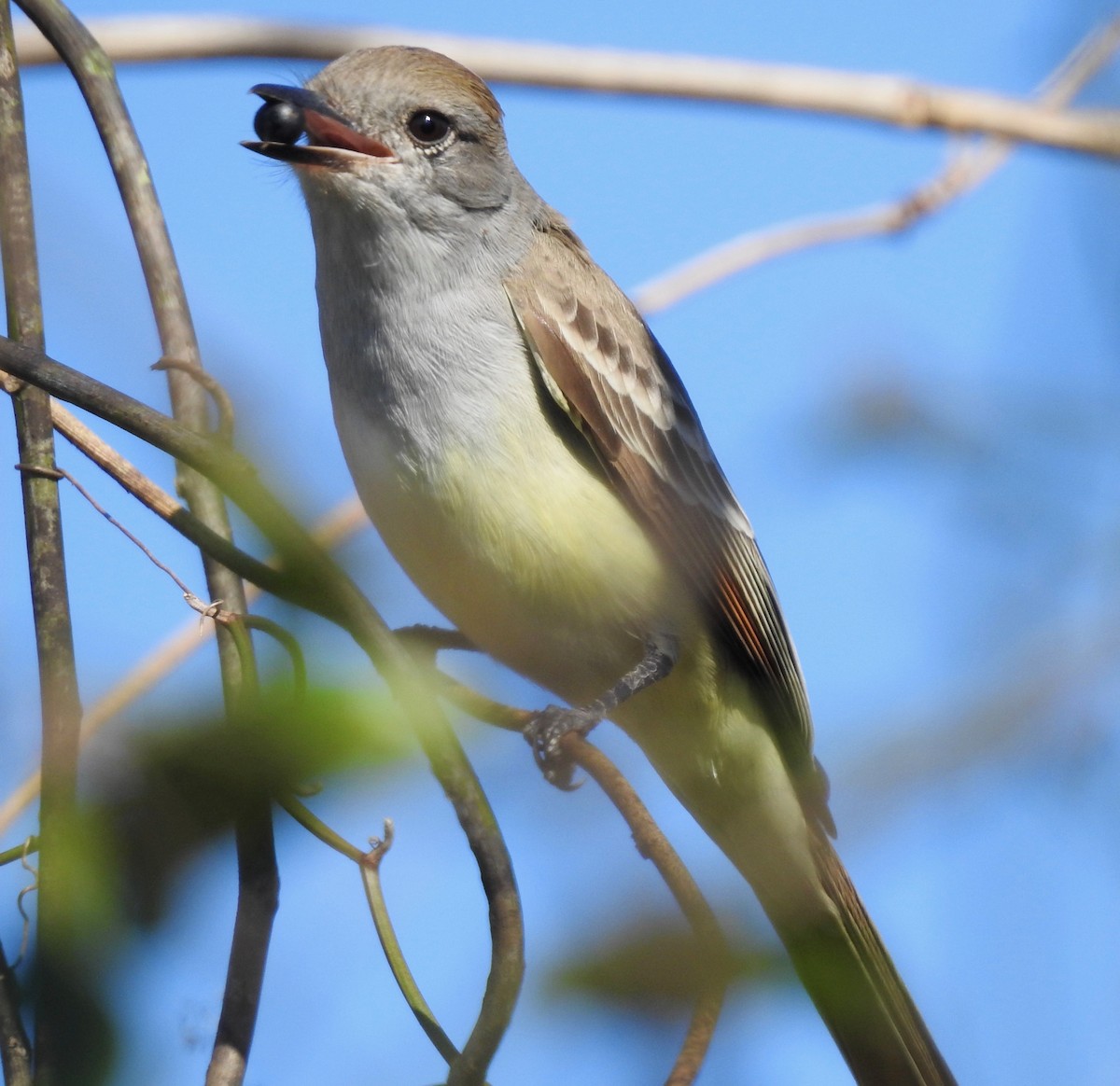 Ash-throated Flycatcher - Van Remsen