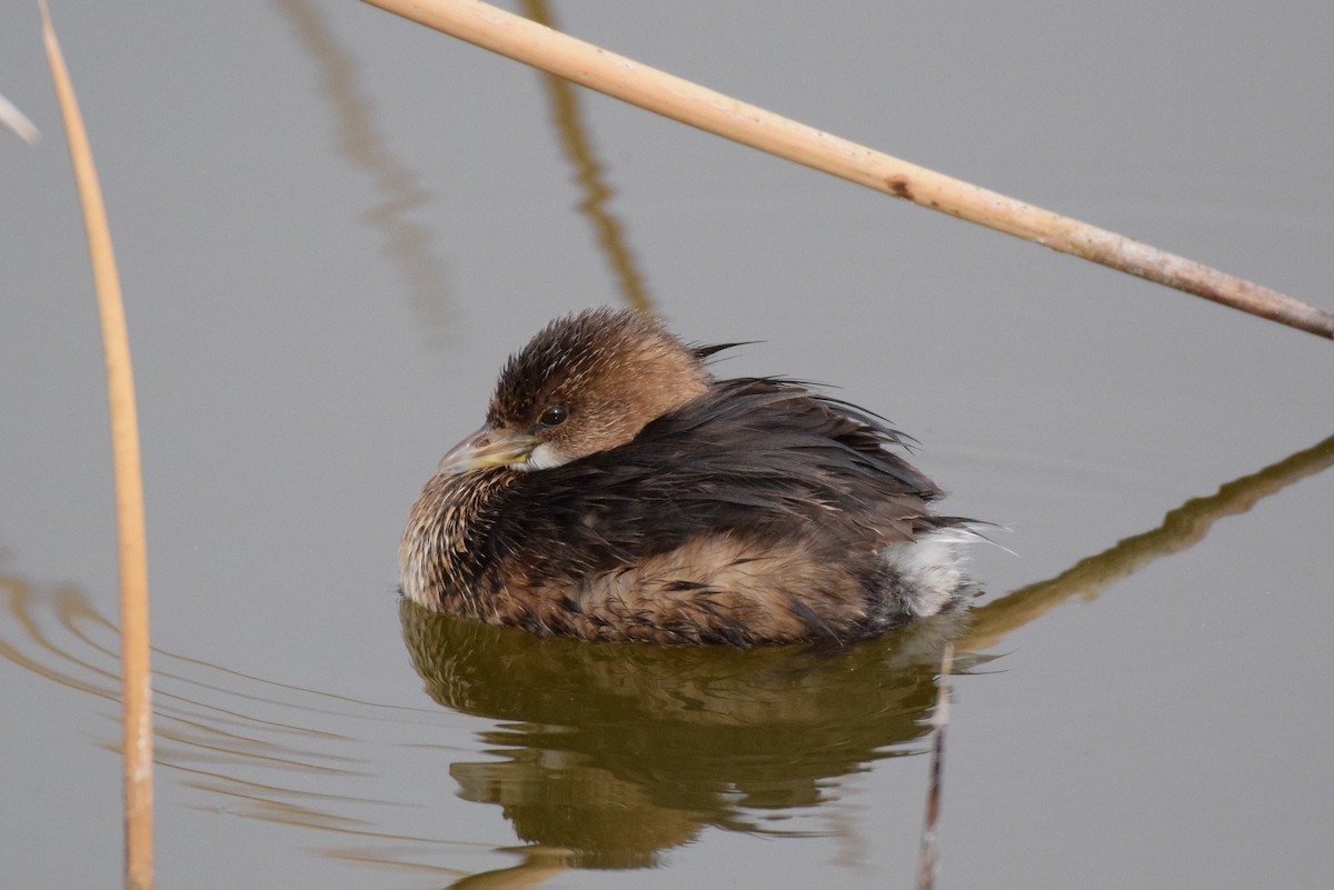 Pied-billed Grebe - Naresh Satyan