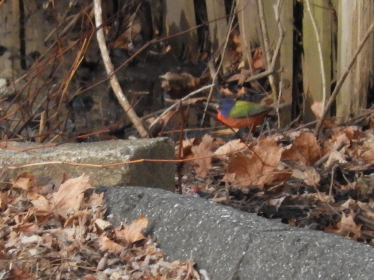 Painted Bunting - ML133400251