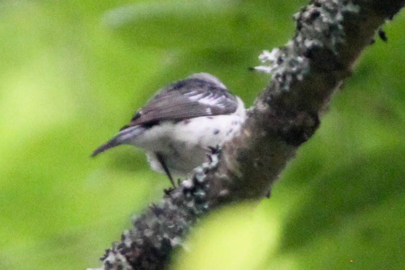 Magnolia x Black-throated Blue Warbler (hybrid) - Alvaro Jaramillo
