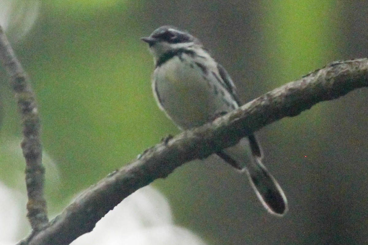 Magnolia x Black-throated Blue Warbler (hybrid) - Alvaro Jaramillo