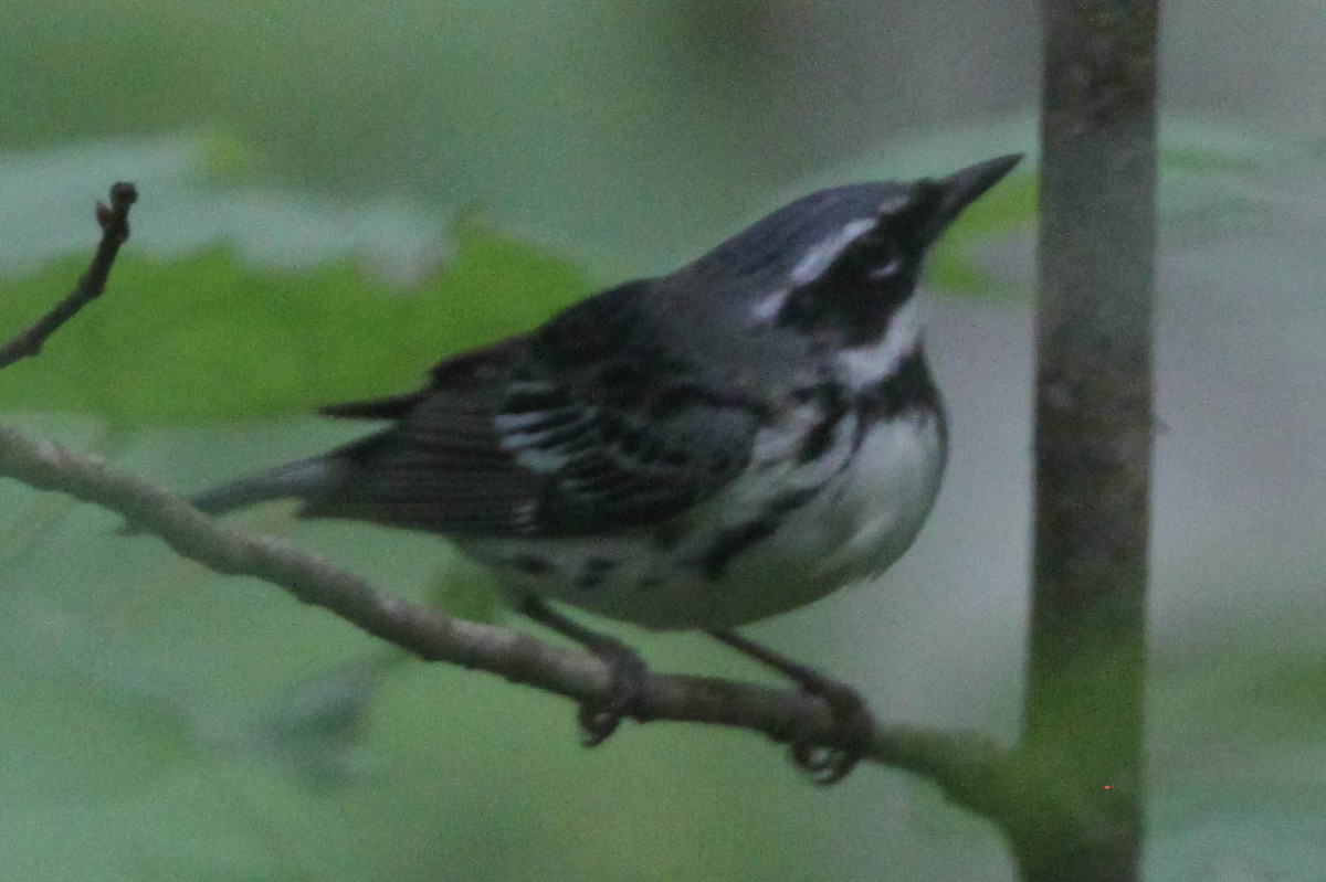 Magnolia x Black-throated Blue Warbler (hybrid) - Alvaro Jaramillo