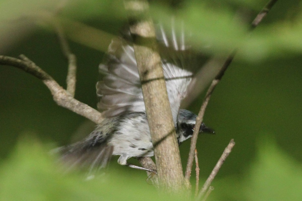 Magnolia x Black-throated Blue Warbler (hybrid) - Alvaro Jaramillo