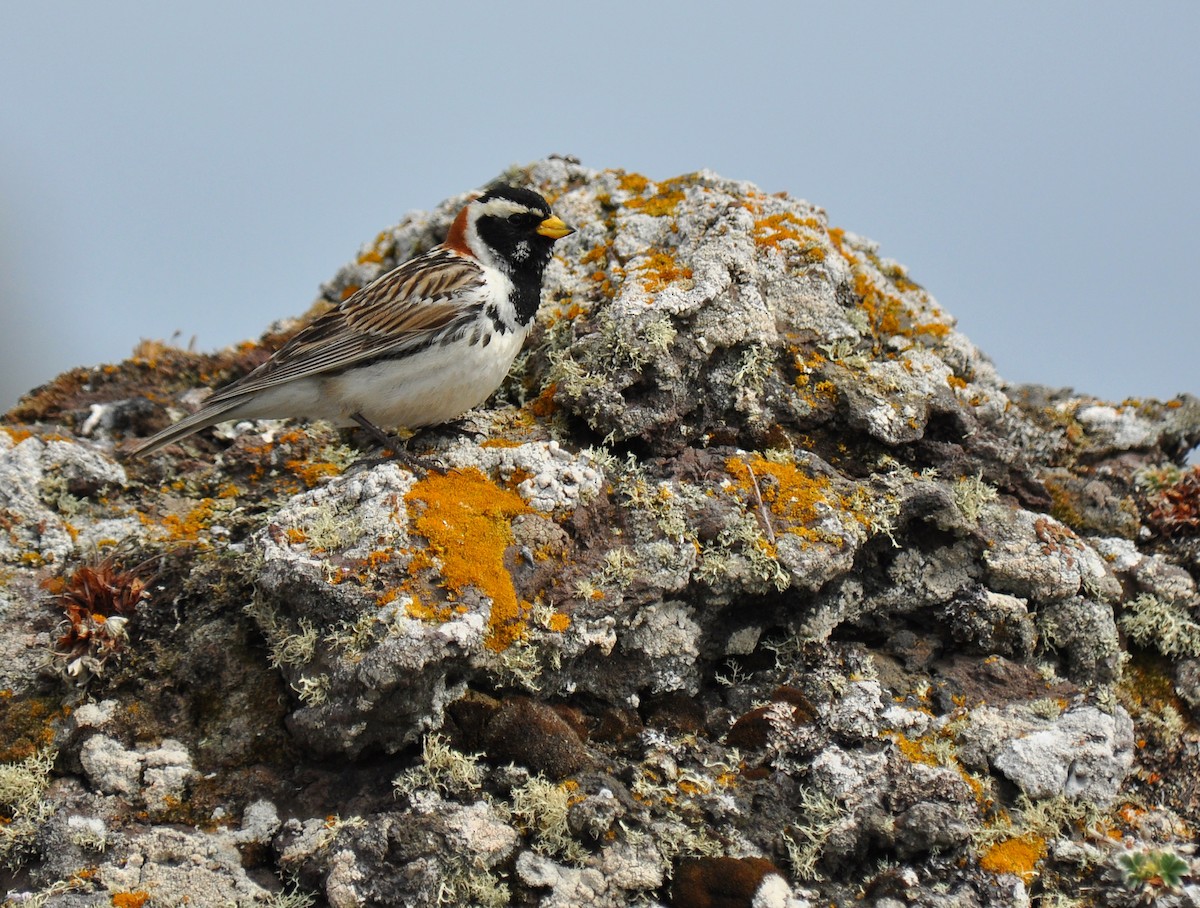 Lapland Longspur - ML133401511