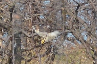 Red-tailed Hawk - ML133401621