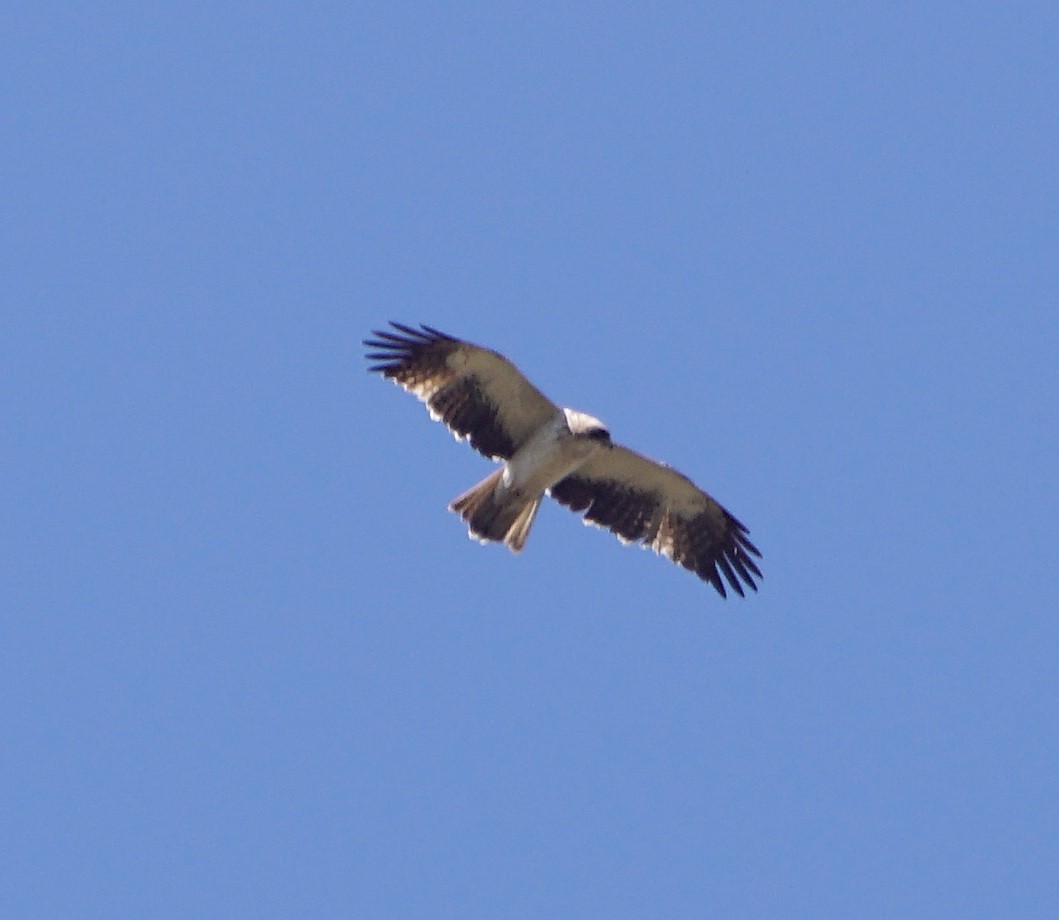 Booted Eagle - Raghavendra  Pai