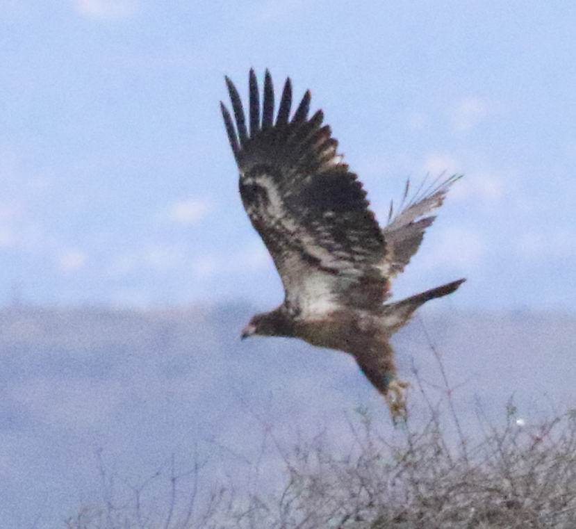 Bald Eagle - C. Jackson