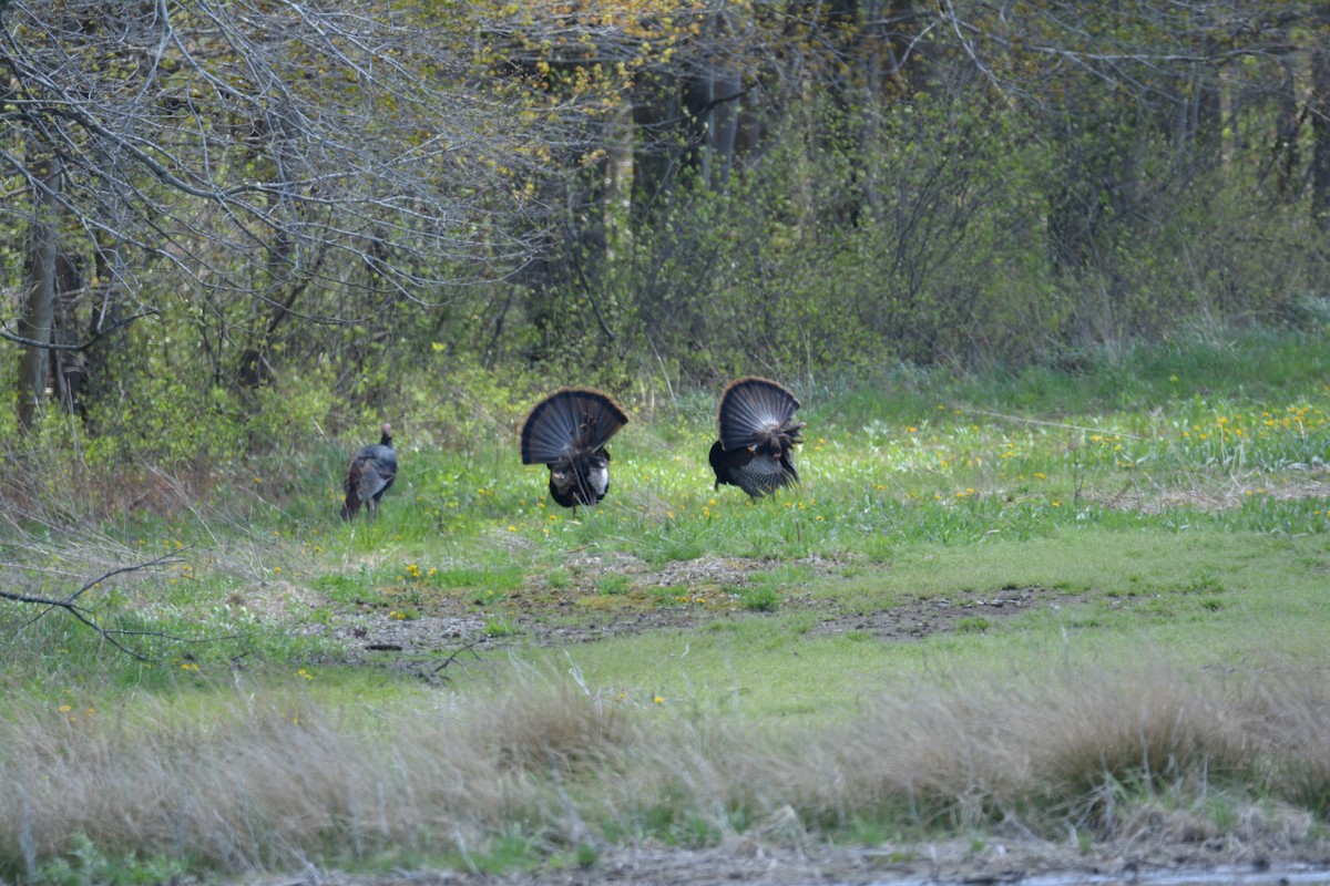 Wild Turkey - ML133404081