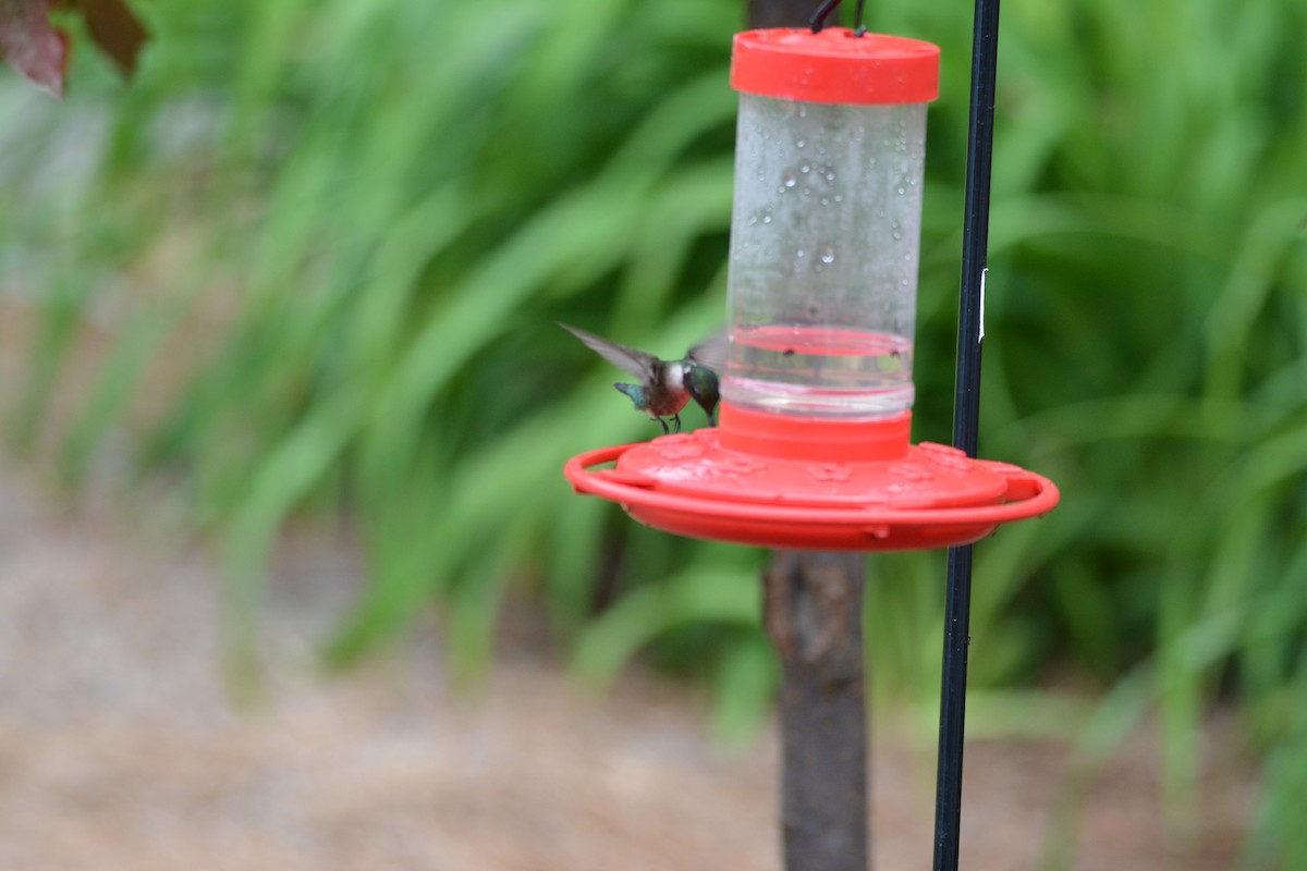 Ruby-throated Hummingbird - ML133405141