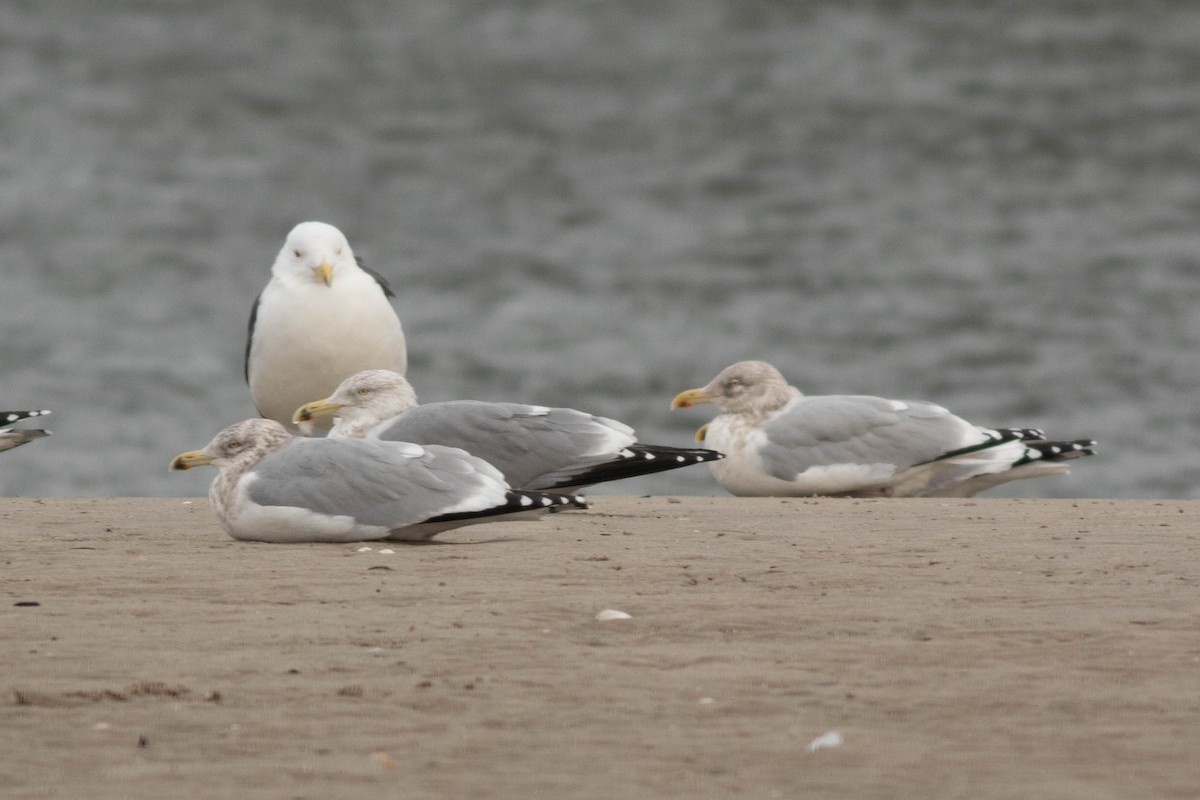 Larus sp. - ML133405521