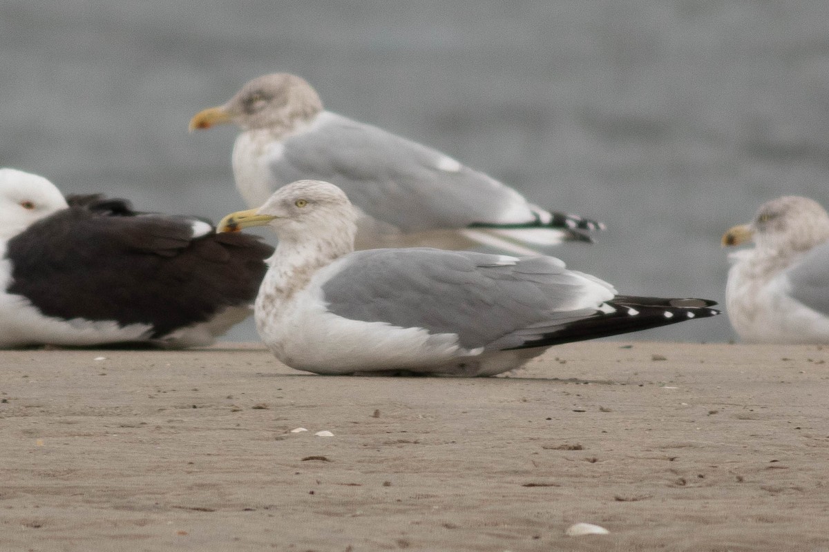 Larus sp. - ML133405531