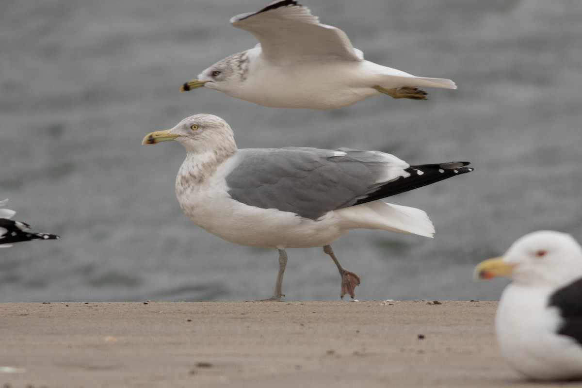 Larus sp. - ML133405551