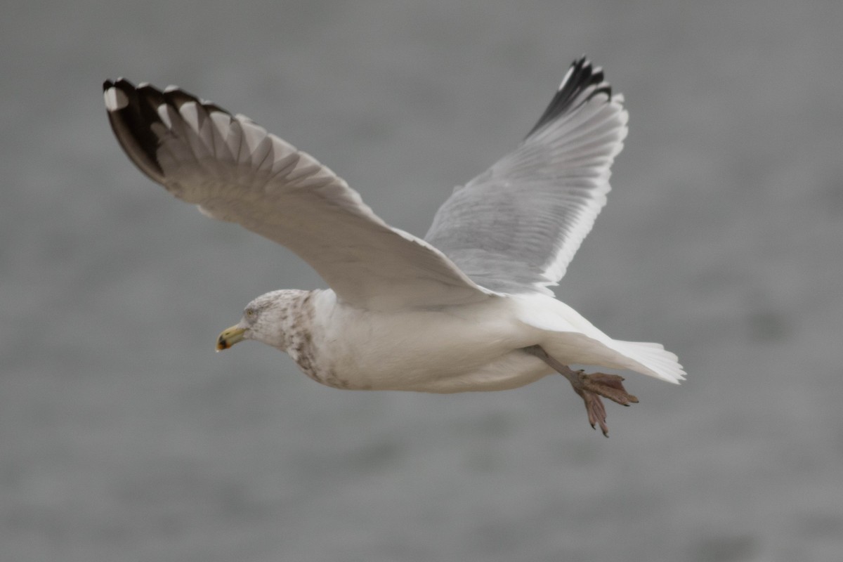 Larus sp. - ML133405561