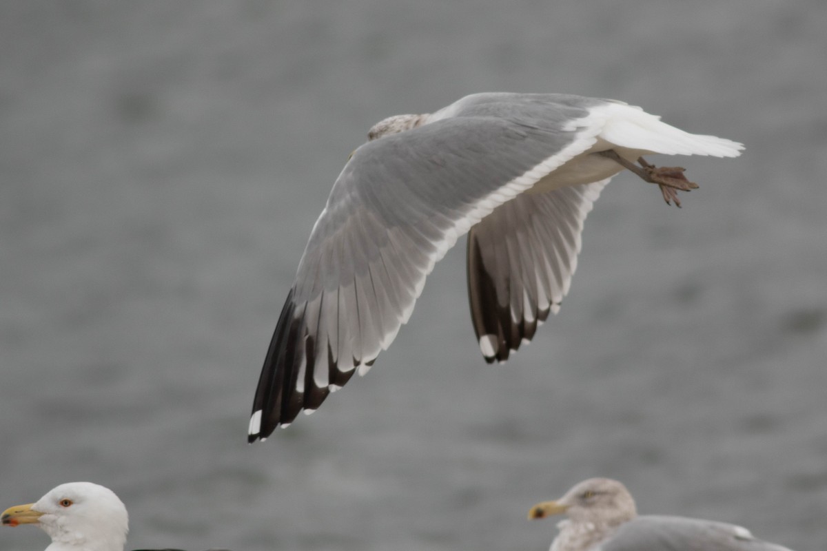 Larus sp. - ML133405571