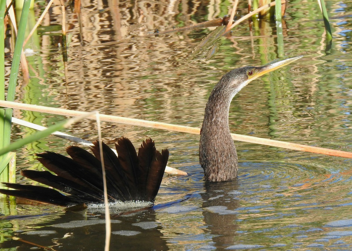 Anhinga - Joel Gilb