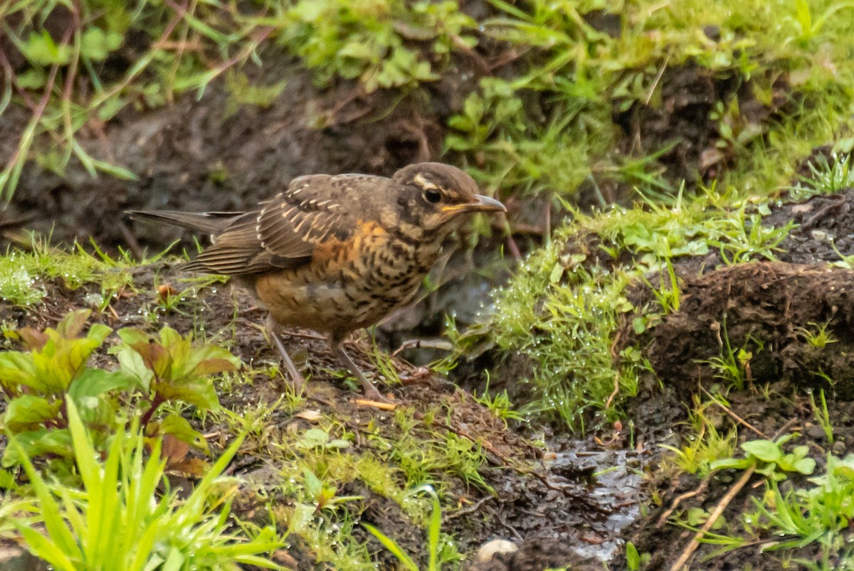 American Robin - Robb Bell