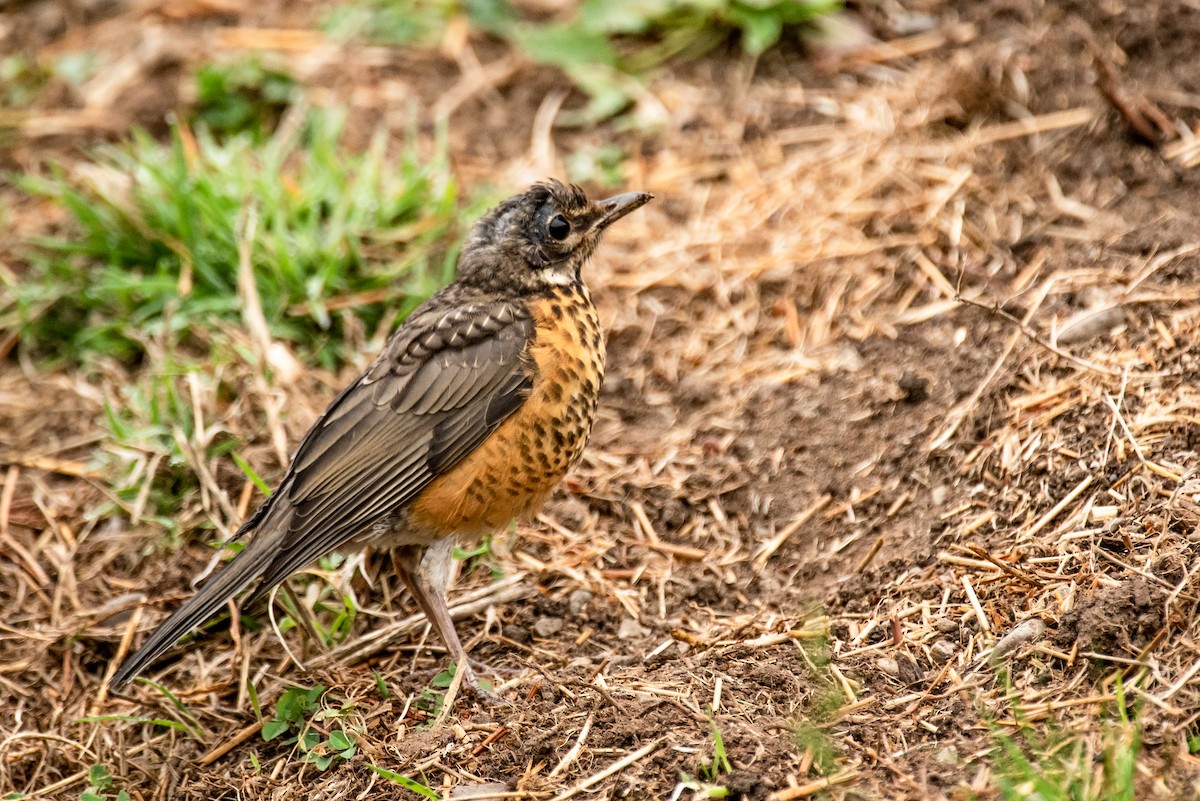 American Robin - Robb Bell