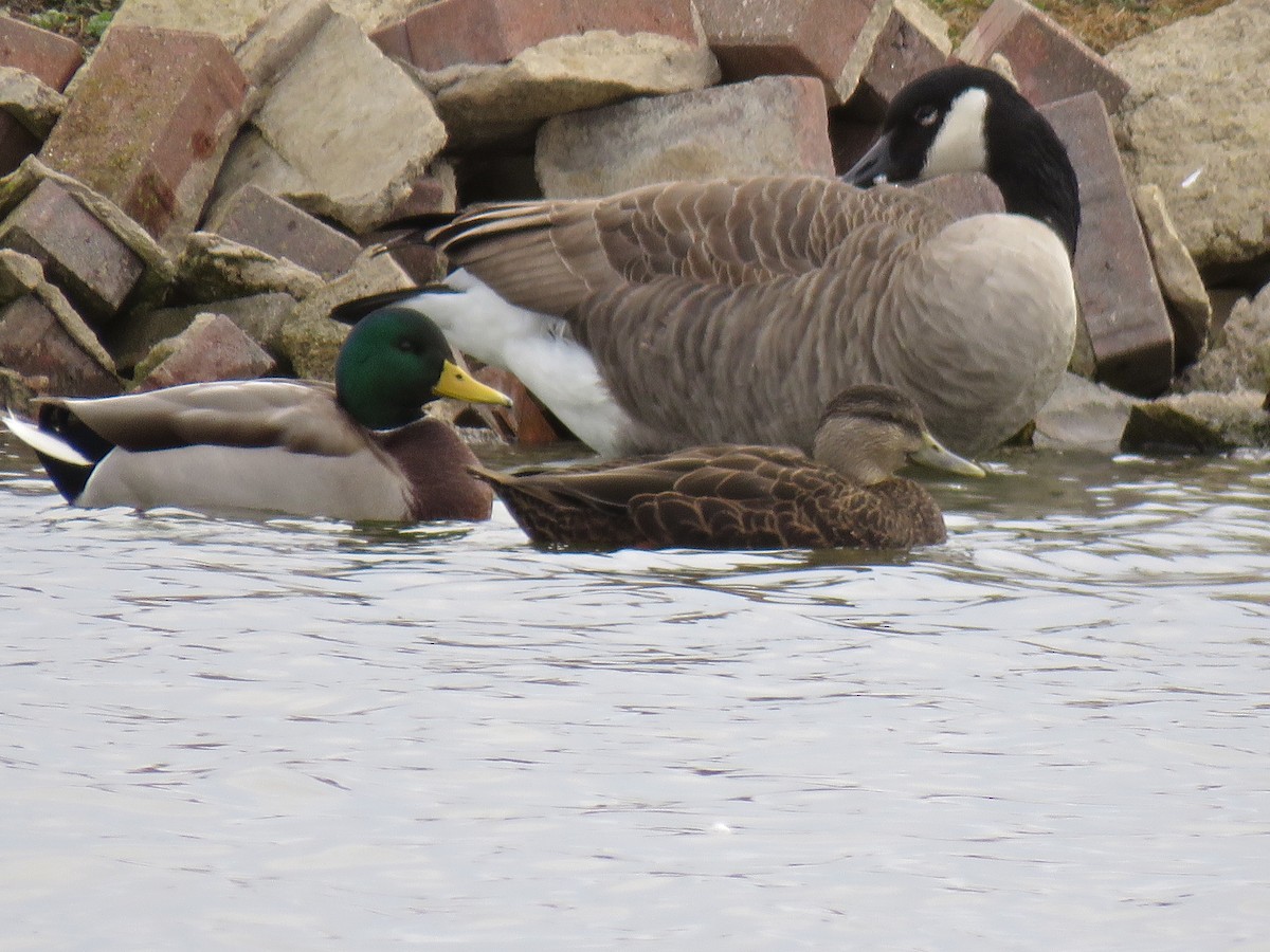 American Black Duck - ML133414451