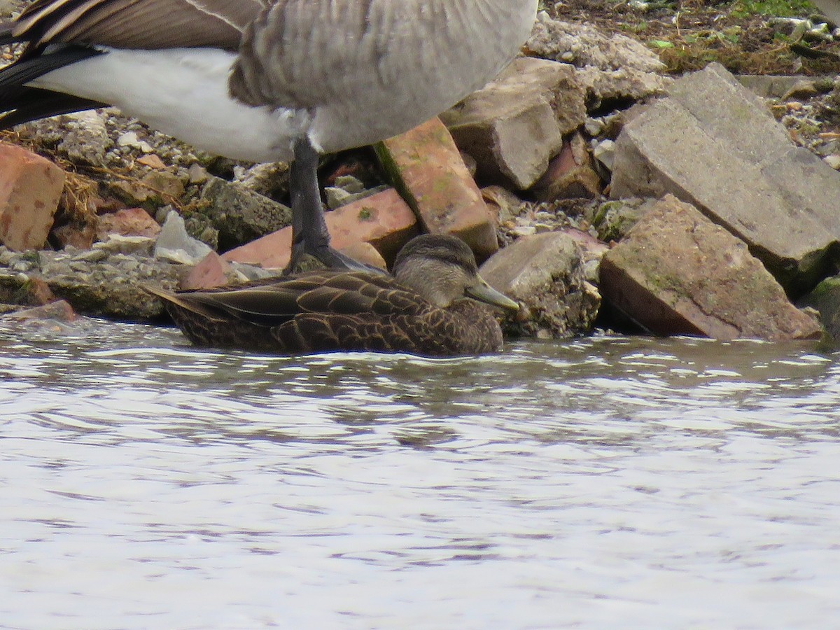 American Black Duck - ML133414461