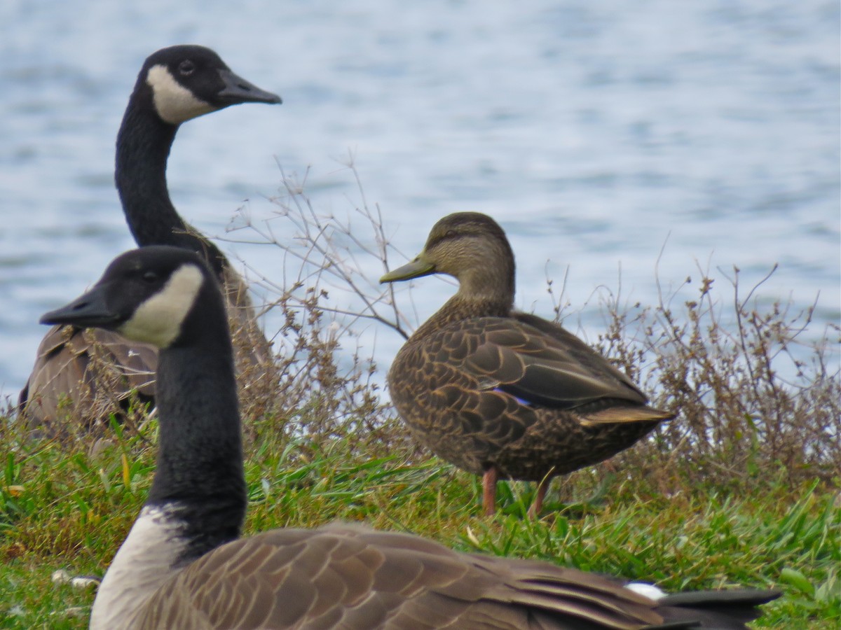 American Black Duck - ML133414491