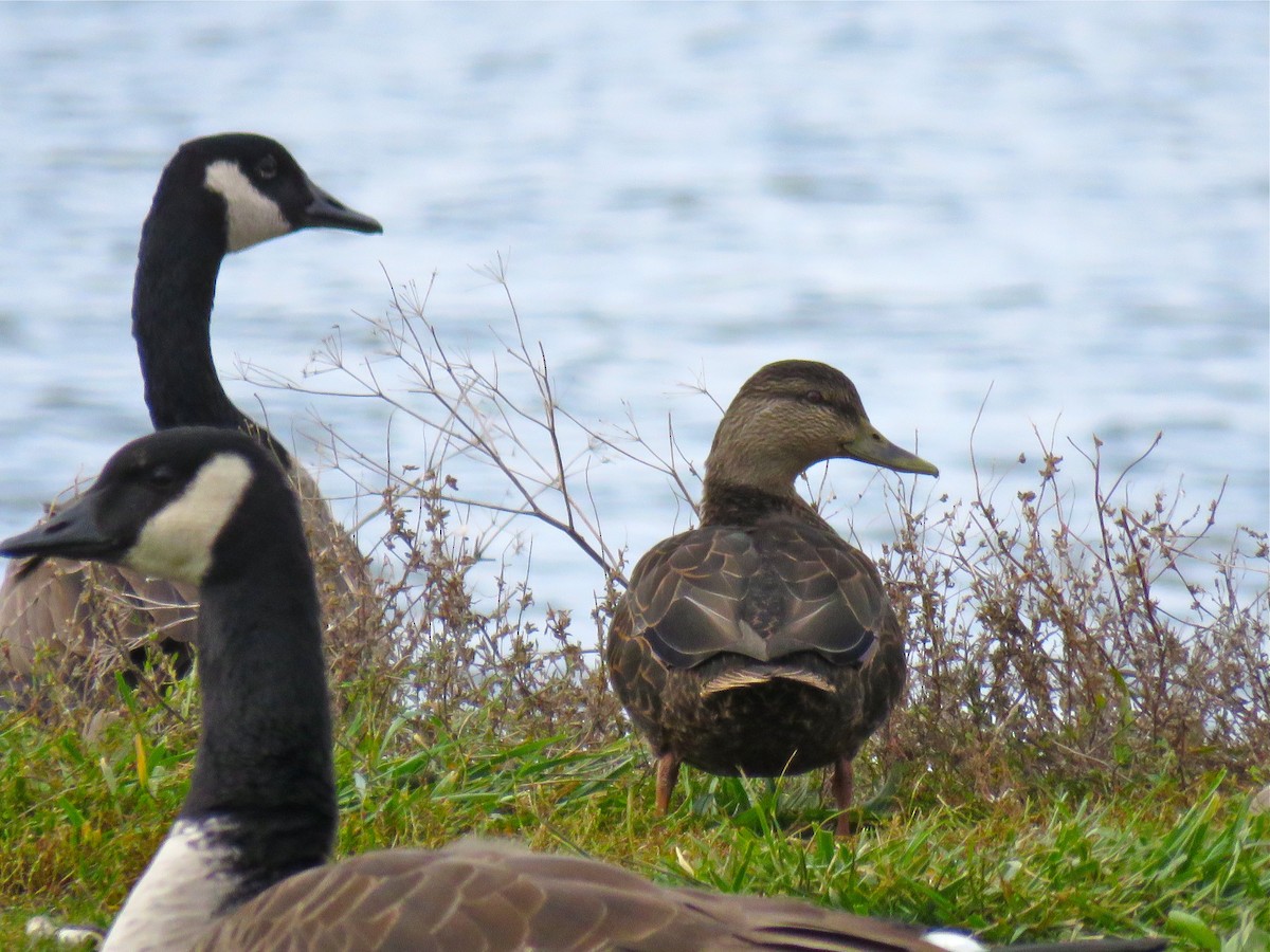 American Black Duck - ML133414501