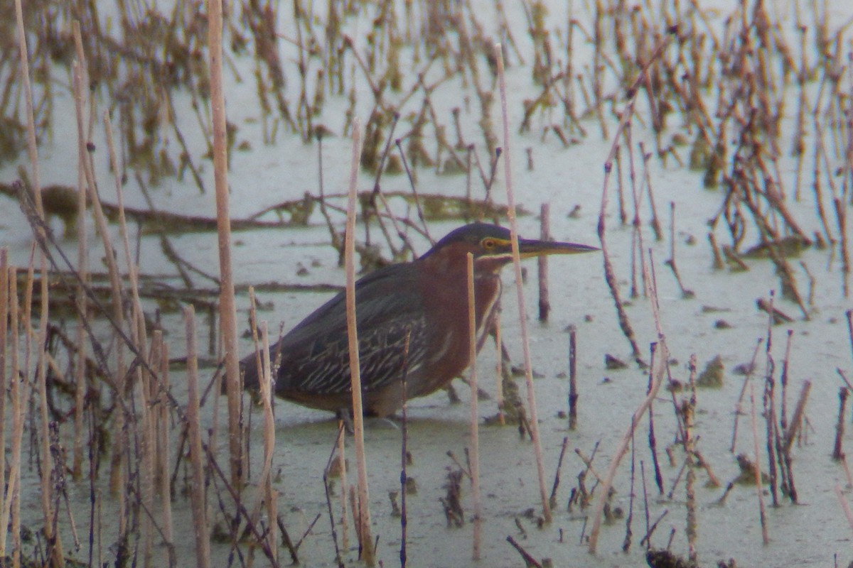 Green Heron - Bobbie Elbert