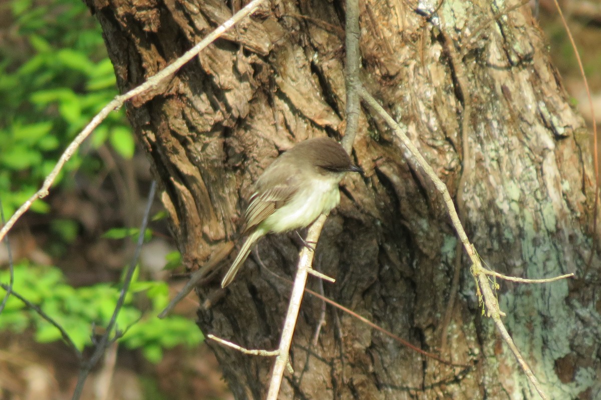 Eastern Phoebe - Bobbie Elbert