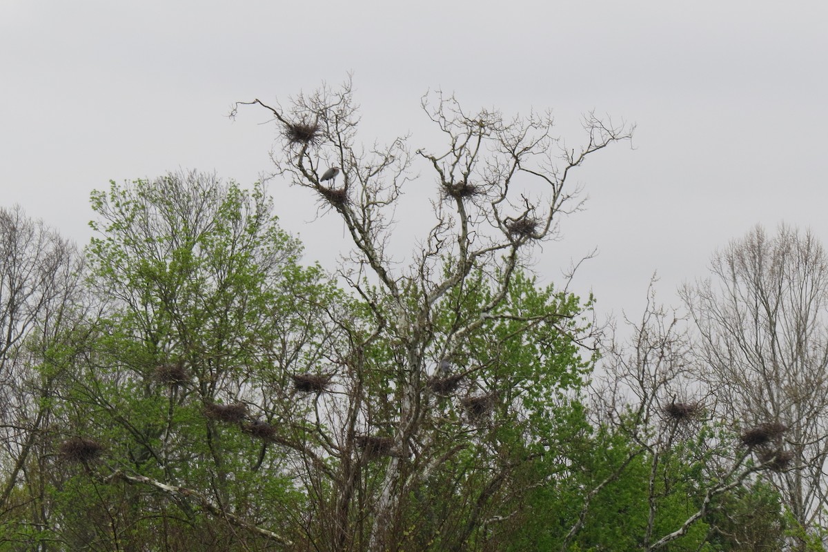Great Blue Heron - ML133416731